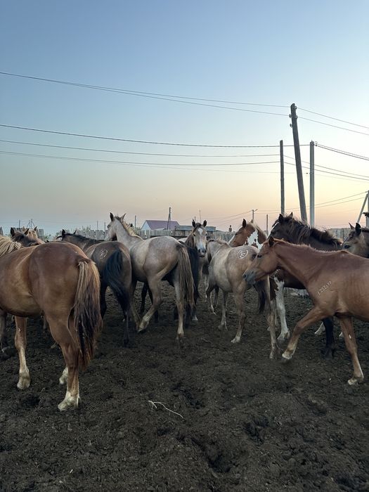 Продам жеребчиков