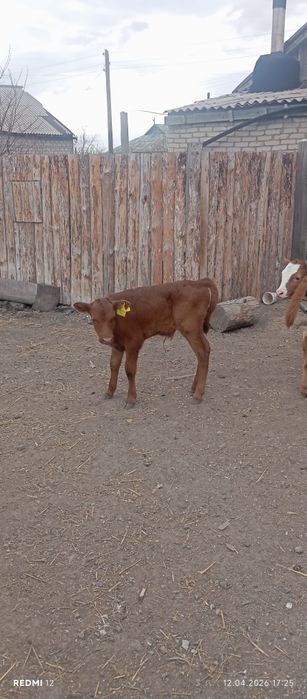 Продам телят.        .