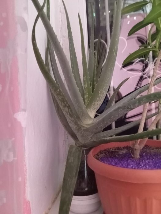 Продам трёх летние алое