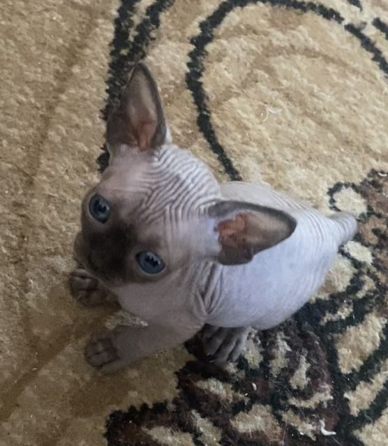 Канадские сфинксята