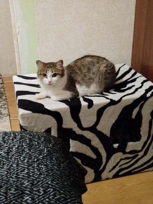 Отдаю кошечку в добрые руки