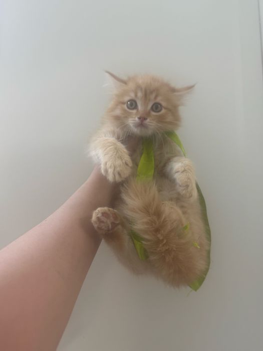 Котята в Роскошном Окрасе