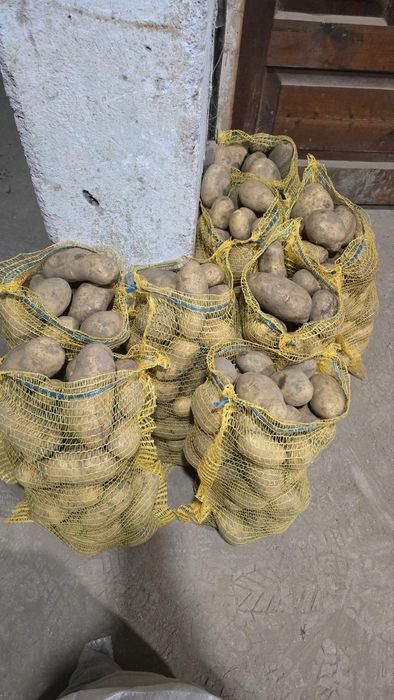 Продавам едри картофи от Сърница