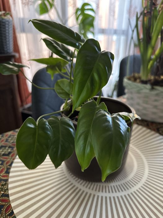 Филодендрон Бурле Маркс