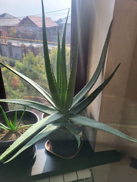 Продам цветок Алоэ