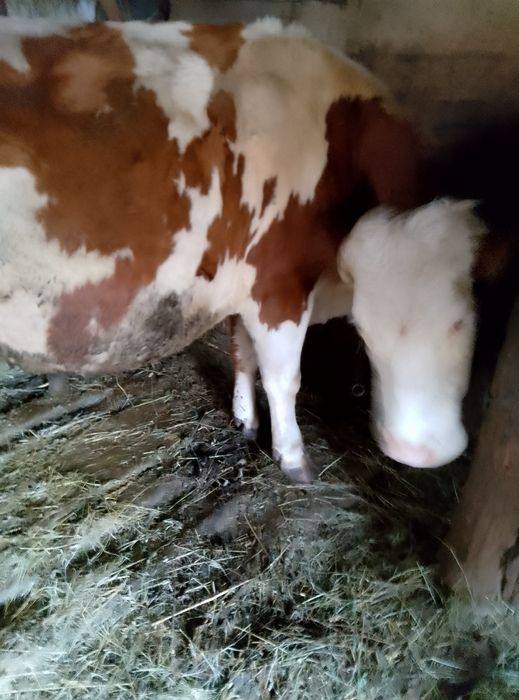 Vând vacă gestantă