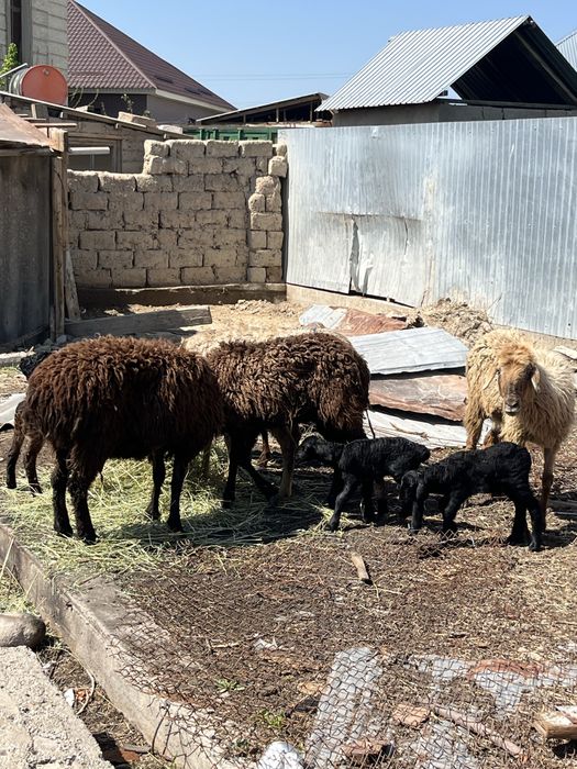 қозылы қойлар сатылады