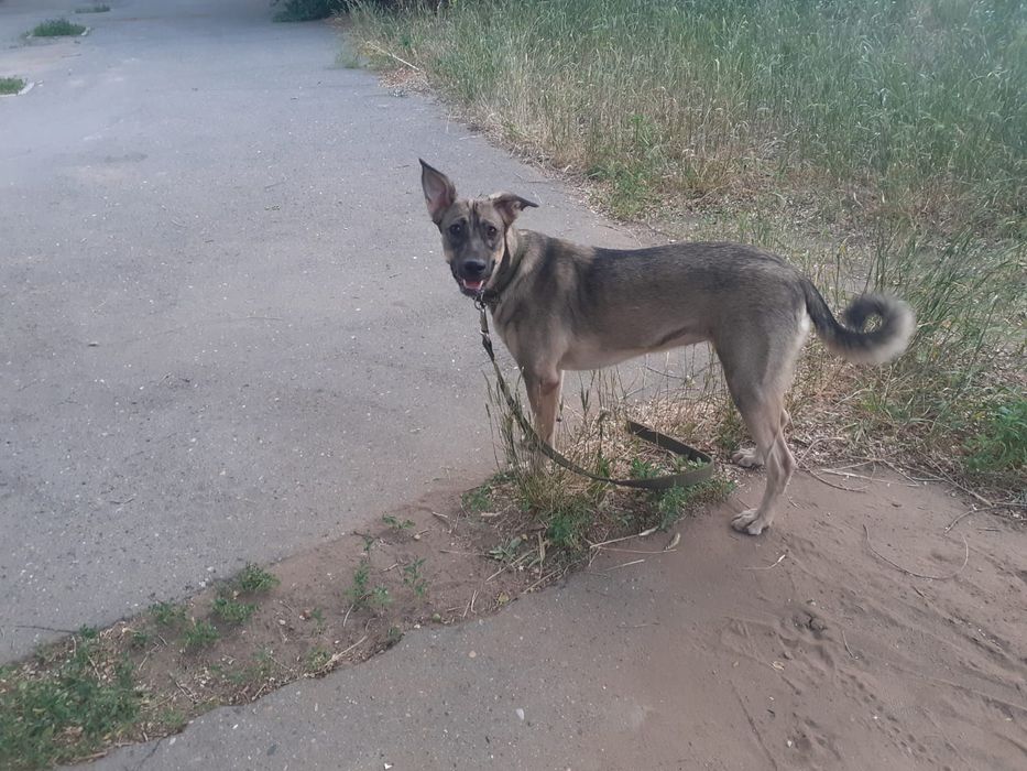 Собачку в добрые руки!