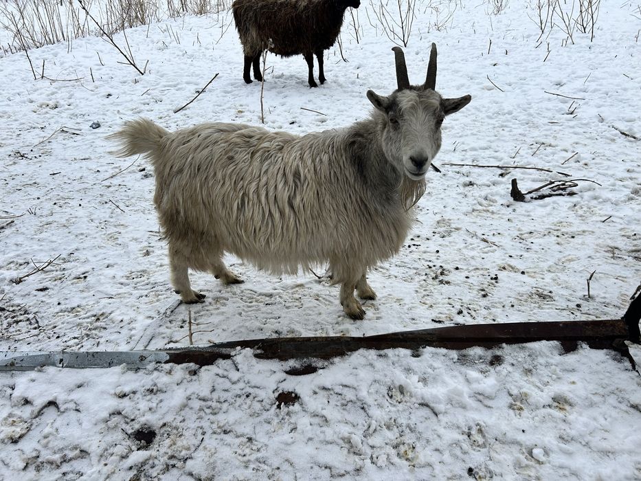Продаются козы, 2 шт . Девочки