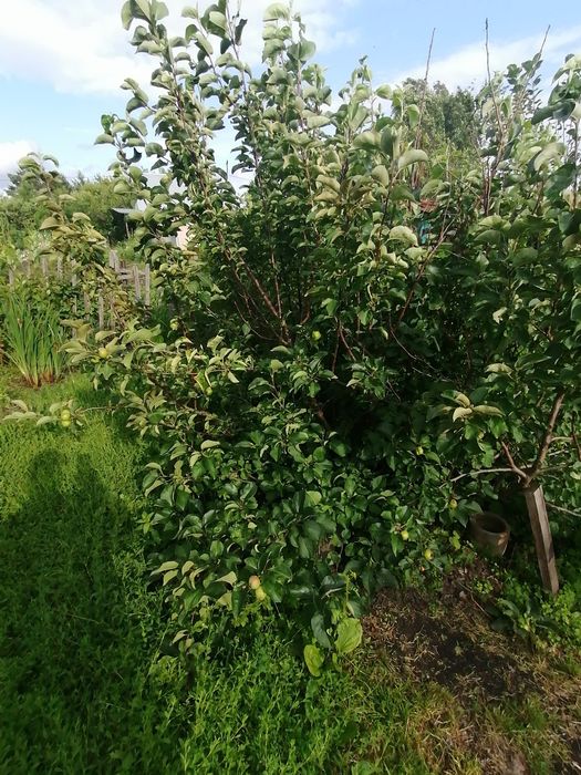 Продам хорошую дачу с/о Ракета