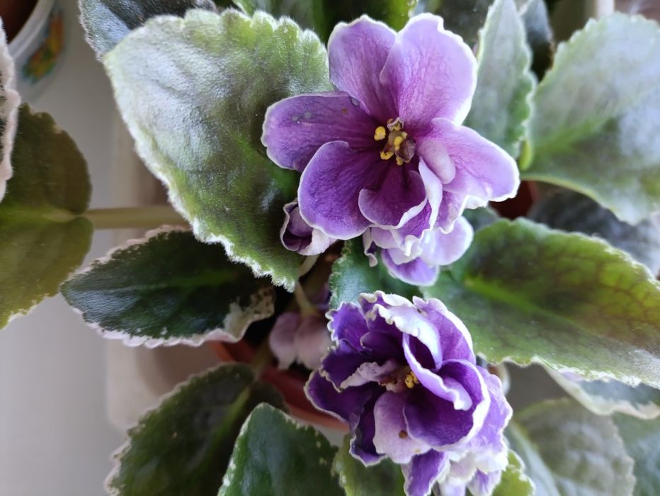 Цветы комнатные от 990 тенге