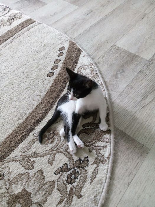 Котёнок черно- белый