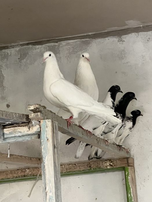 Иранские белые лётные крупные