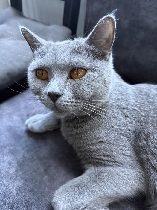 Британска късокосместа на 2г