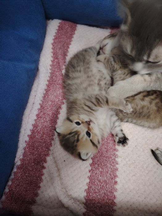 Mushuk sоtilvoti britan shinshilla toza ota va ona ham shinshila