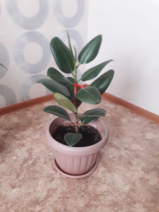 Домашние растения