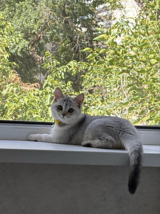 Котенок Скоттиш Страйт ( Шиншила)