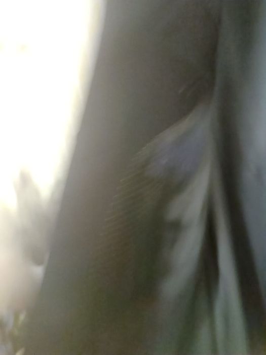 Sacou negru Cavalierre mărimea 58