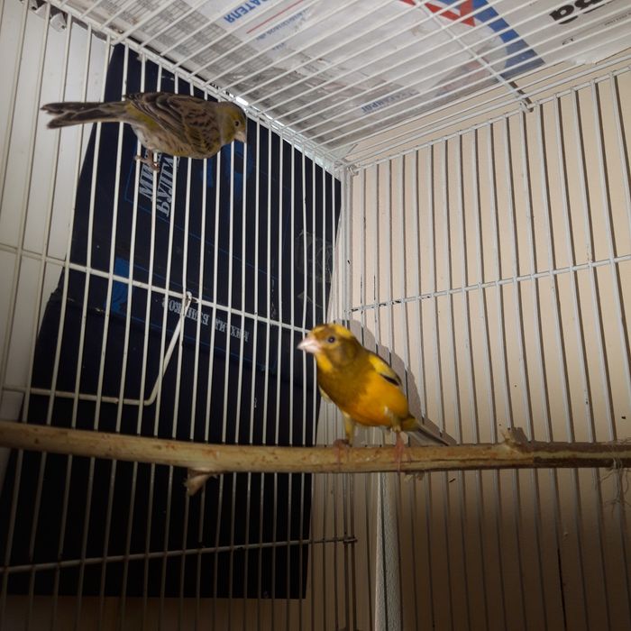 Поюших кенаров разных окрасов