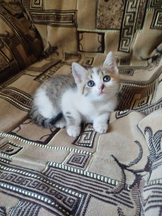 Отдам котят в хорошие руки