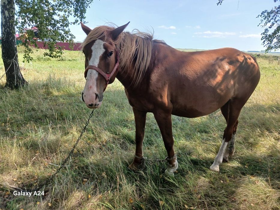 Продам кобылу на племя