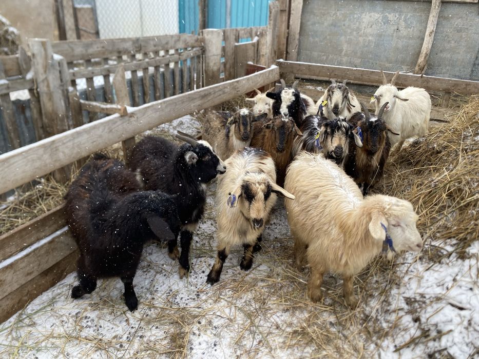 Шібіш ешкілер сатылады