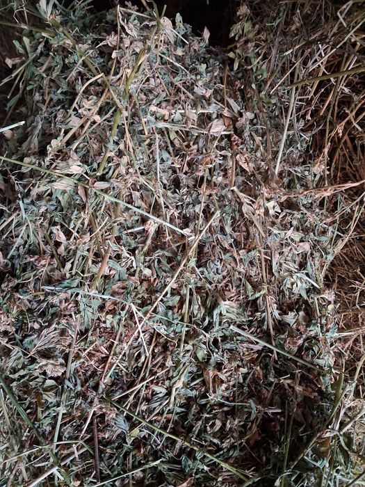 Vând baloti lucerna