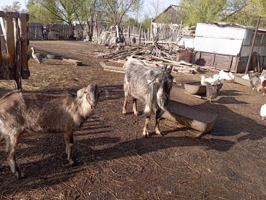 Комолый без рогий козёл 1,6 месяцев