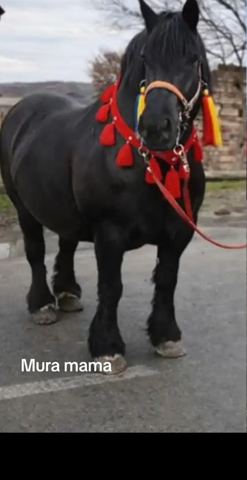 Vând mânz de 4 luni