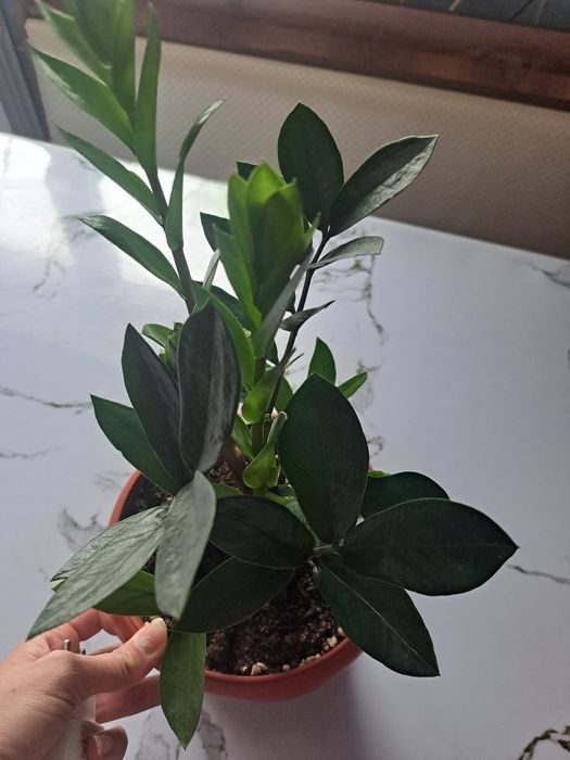 Фикус долларовое дерево