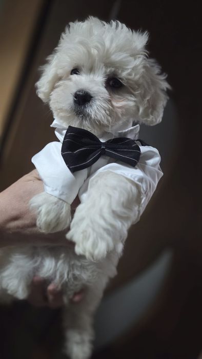 Puiuți adorabili bichon talie mică