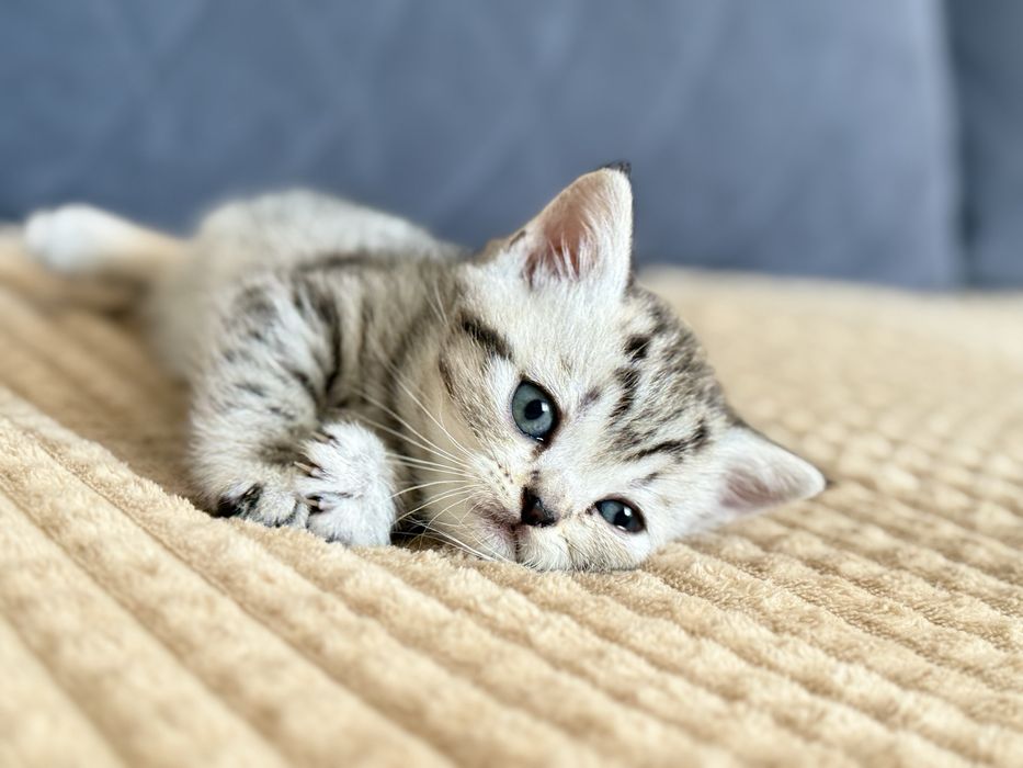 Продам британских  котят