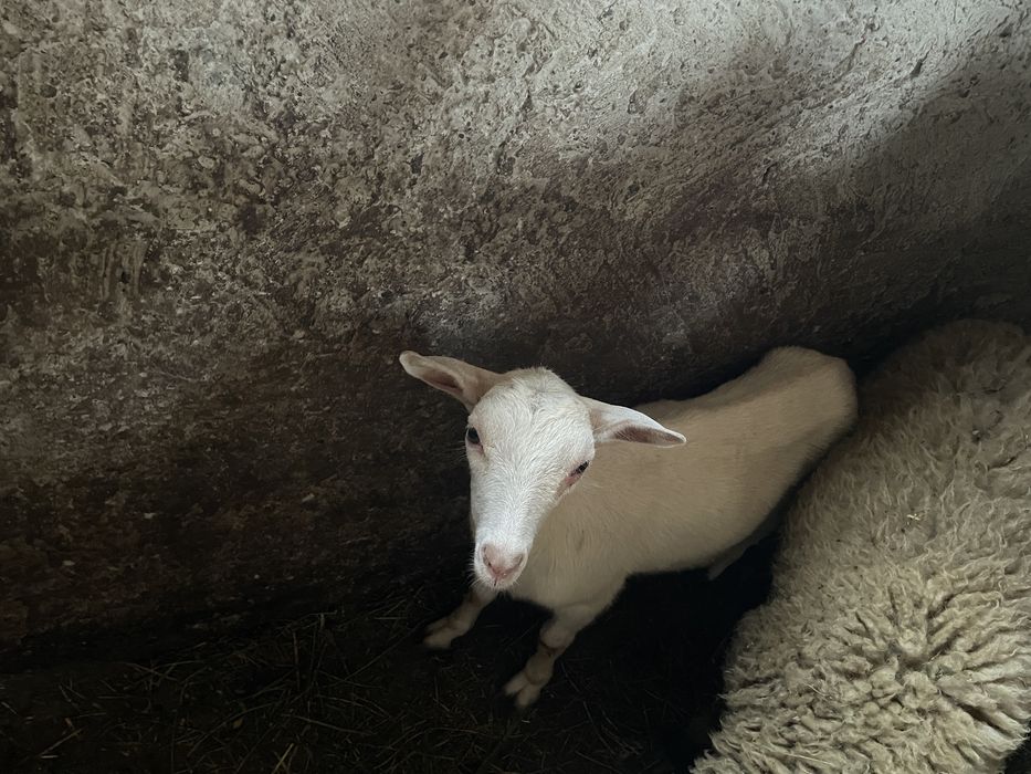 Vând țap și ieduță Saanen – fătați în martie