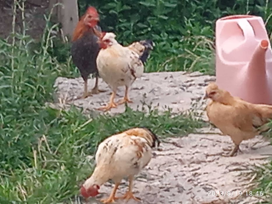 Мини куры, Маленькие куры