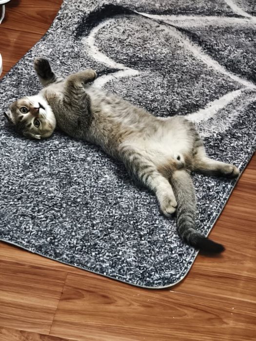 Котенок в поиск дома