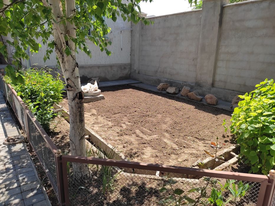 Газон живои семена