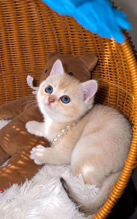 Шиншилла золотая британец урожиро