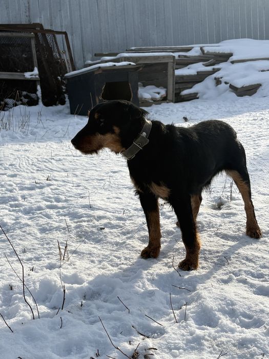 Ягдтерьер!!!для ВЯЗКА