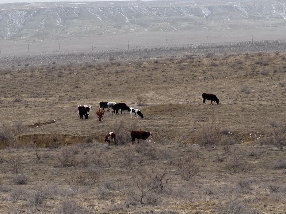 10 бас сиыр сатылады