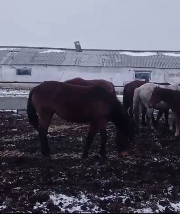 Продам кобылу 3-х летку