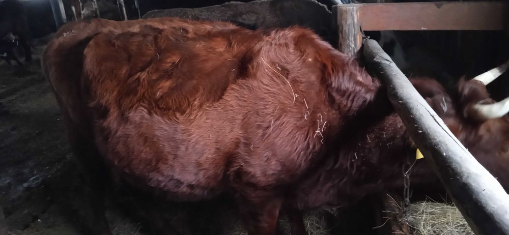 40 голов крс. телята. телки.