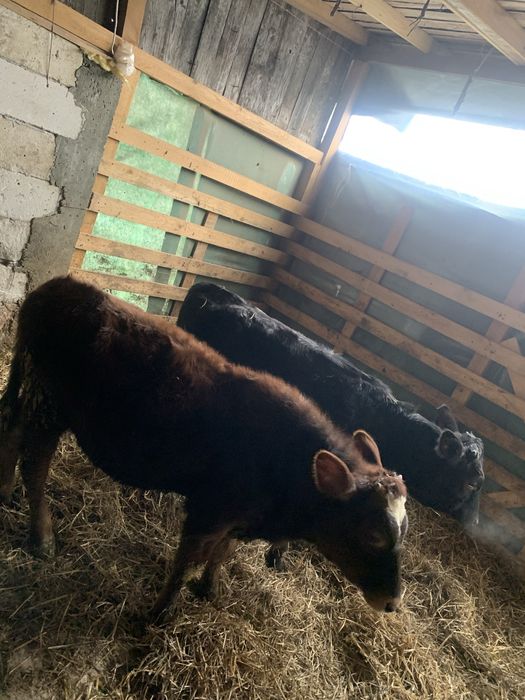 Vand 2 vitei si 2 vitele cu varsta in jur de 4 luni