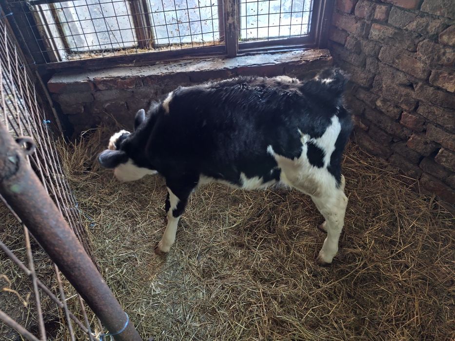 Vând vițea baltata