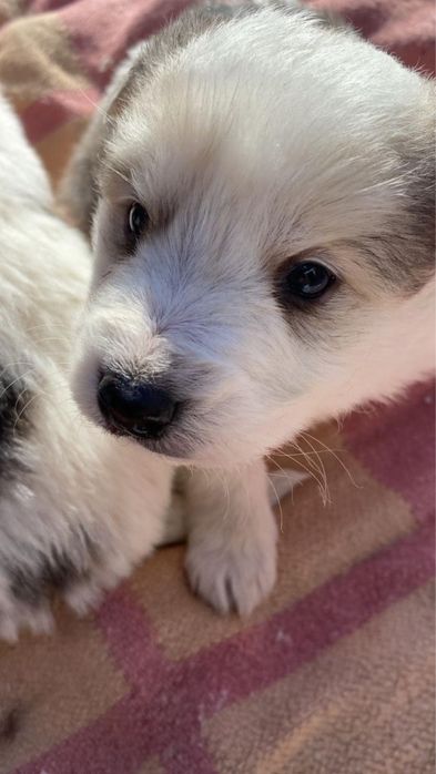 Отдам в добрые руки