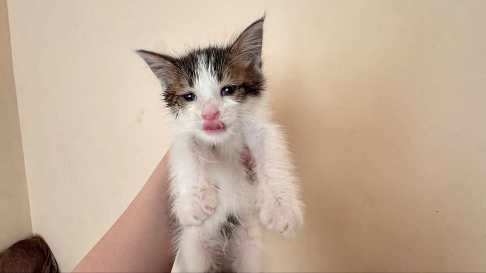 Котенок 1,5 месяца