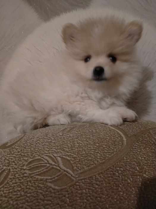 По.щенков мини  шпица девочка и мальчик 2 мес