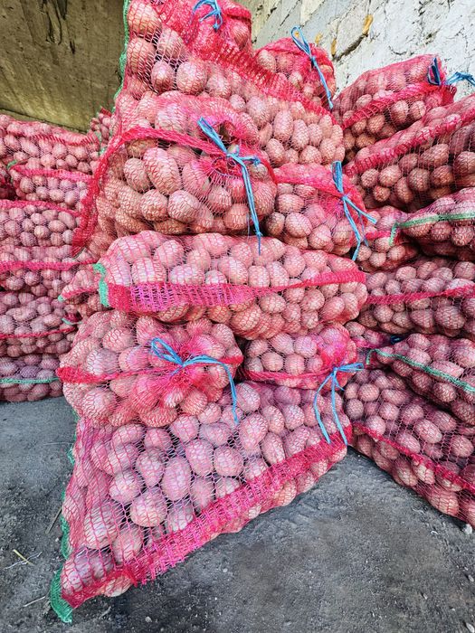 Sămânță cartofi roșii Bellarosa