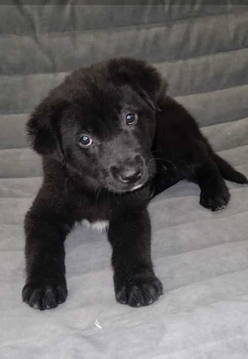 Малышка ищет мампап. Доставлю!