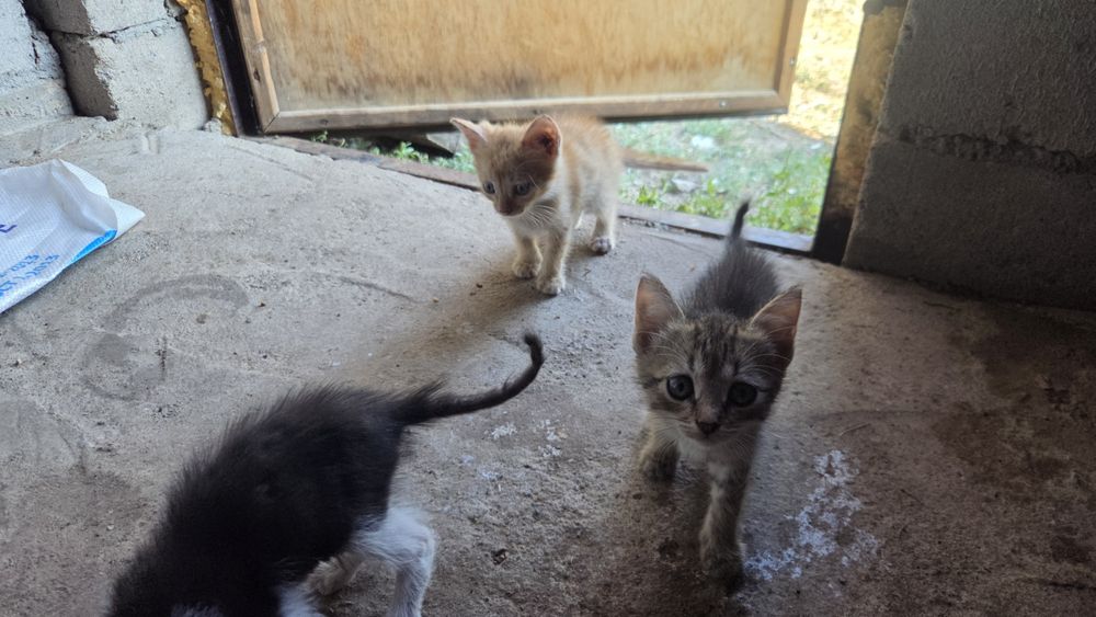 Котята отдам добрые руки