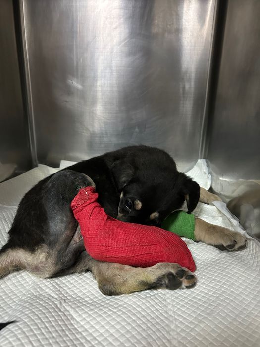 Adopție cățel 3 luni, recent operat